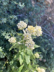 Pseudognaphalium biolettii