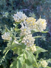 Pseudognaphalium biolettii