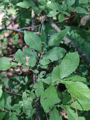 Salix aurita