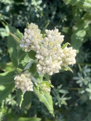 Pseudognaphalium biolettii