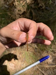 Sympetrum rubicundulum