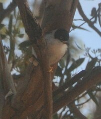 Daphoenositta chrysoptera