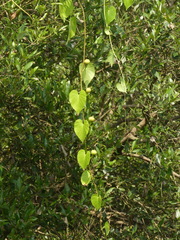 Ipomoea violacea