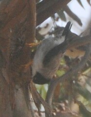 Daphoenositta chrysoptera
