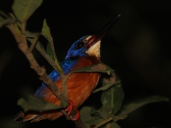 Alcedo meninting