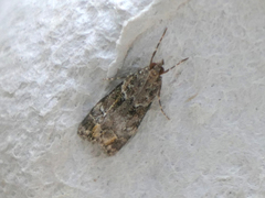 Eudonia minualis