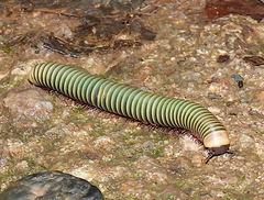 Australocricus
