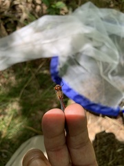Sympetrum rubicundulum