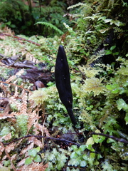 Geoglossum