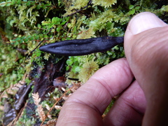 Geoglossum