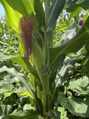 Gloriosa superba