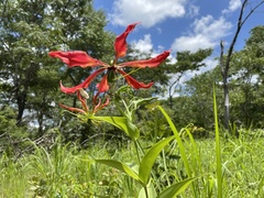 Gloriosa superba