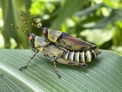 Zonocerus