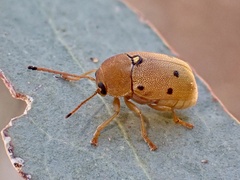 Cadmus excrementarius