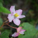 Cut-leaved Begonia - Photo (c) Han-Ting Liu, some rights reserved (CC BY), uploaded by taiwan_reevesia