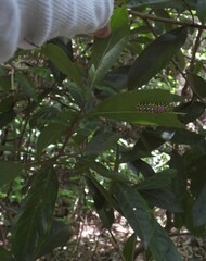 Cyclosia papilionaris