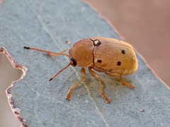 Cadmus excrementarius