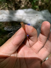 Sympetrum rubicundulum