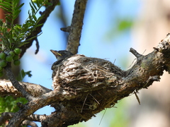 Contopus sordidulus peninsulae