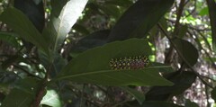 Cyclosia papilionaris