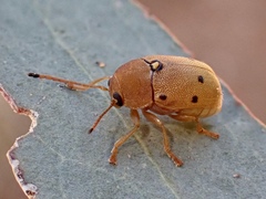 Cadmus excrementarius