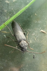 Arhopalus ferus