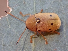 Cadmus excrementarius