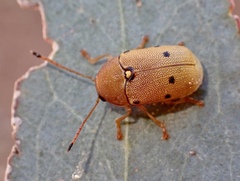 Cadmus excrementarius