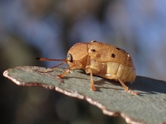 Cadmus excrementarius