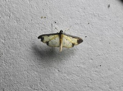 Eulepte gastralis