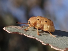 Cadmus excrementarius