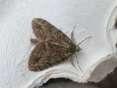 Pseudocoremia suavis