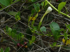 Ipomoea violacea