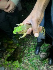 Lithobates vaillanti