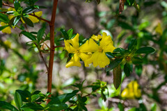 Hibbertia cuneiformis
