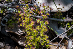 Drosera stolonifera