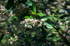 Spyridium globulosum