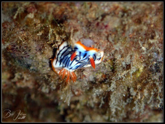 Chromodoris