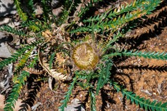 Banksia dallanneyi
