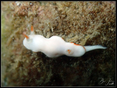 Verconia simplex