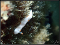 Verconia simplex