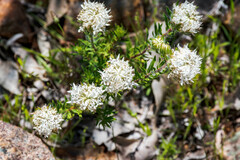 Pimelea imbricata