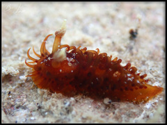 Madrella ferruginosa