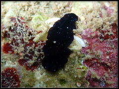 Pseudobiceros stellae