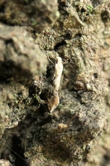 Crypsitricha mesotypa