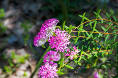 Pimelea rosea