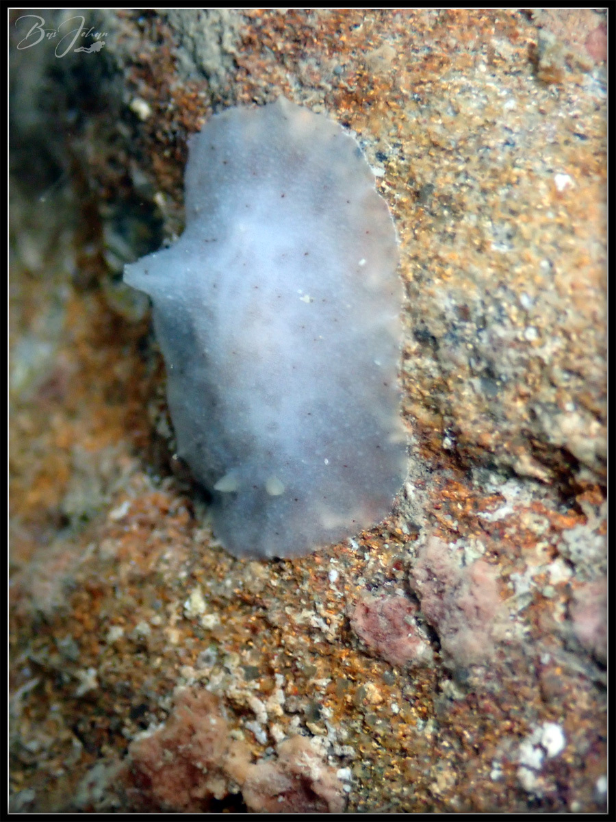Peltodoris murrea (Abraham, 1877)
