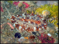 Platydoris sabulosa