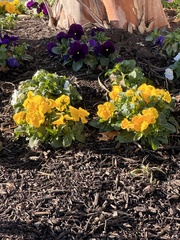 Viola × wittrockiana