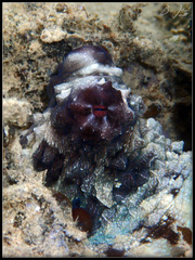 Octopus cyanea